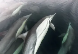 Long Beaked Common Dolphin (Delphinus capensis), Espiritu Santo National Park, Sea of Cortez Long Beaked Common Dolphin (Delphinus capensis), Espiritu Santo National Park, Sea of Cortez