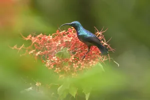 Long-billed sunbird (Cinnyris lotenius) nectaring on flowers. Goa, India. September Long-billed sunbird (Cinnyris lotenius) nectaring on flowers. Goa, India. September