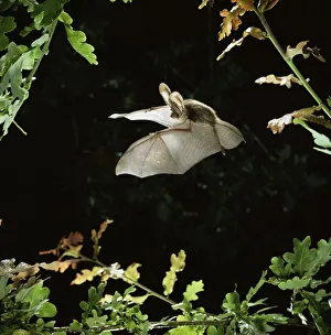 Long eared bat {Plecotus auritus} flying among oak leaves. Captive, UK Long eared bat {Plecotus auritus} flying among oak leaves. Captive, UK