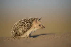 Long-eared hedgehog (Hemiechinus auritus) Gobi Desert, Mongolia. May Long-eared hedgehog (Hemiechinus auritus) Gobi Desert, Mongolia. May