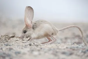 Long-eared jerboa (Euchorentes naso) South Gobi Desert, Mongolia. June