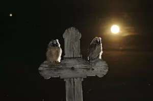 Images Dated 19th June 2008: Long eared owl (Asio otus) chicks perched on a cross, with the moon, in the background