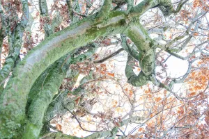 Long-eared owl (Asio otus) looking down from a tree in autumn, Wijchen, The Netherlands Long-eared owl (Asio otus) looking down from a tree in autumn, Wijchen, The Netherlands