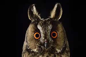 Long eared owl (Asio otus) at night, perched on oak tree snag Long eared owl (Asio otus) at night, perched on oak tree snag