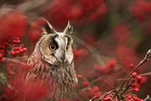 Images Dated 15th October 2008: Long-eared owl (Asio otus) in Rowan tree with red berries, captive, Yorkshire, UK