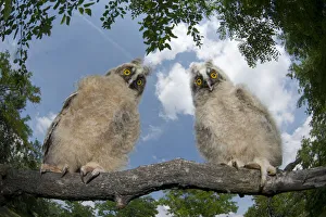 Two Long eared owl chicks (Asio otus) perching on tree branch in daylight, Pusztaszer Two Long eared owl chicks (Asio otus) perching on tree branch in daylight, Pusztaszer
