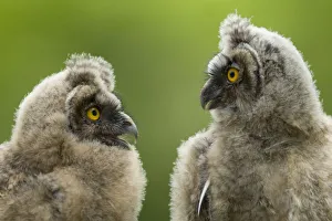 Two Long eared owl chicks (Asio otus) covered in down, Pusztaszer Two Long eared owl chicks (Asio otus) covered in down, Pusztaszer
