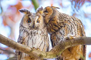Roost Gallery: Long-eared owls (Asio otus) autumn, two owls interacting while roosting in tree, social behaviour