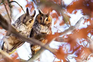 Roost Gallery: Long-eared owls (Asio otus) two owls perching side by side in tree, The Netherlands