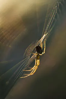 Long-jawed orbweaver (Metellina segmentata) in web at sunset. Dunwich Heath, Suffolk Long-jawed orbweaver (Metellina segmentata) in web at sunset. Dunwich Heath, Suffolk