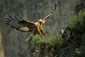 Images Dated 11th June 2008: Long-legged buzzard (Buteo rufinus) landing at nest, with lizard prey for chicks