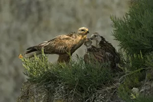 Images Dated 11th June 2008: Long-legged buzzard (Buteo rufinus) at nest, with young, Bulgaria, May 2008