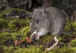 Long-nosed potoroo (Potorous tridactylus) eating fungi, showing sharp claws on front feet Long-nosed potoroo (Potorous tridactylus) eating fungi, showing sharp claws on front feet