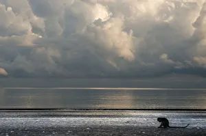 Long-tailed / Crab-eating macaque (Macaca fascicularis) foraging on coastline at low tide Long-tailed / Crab-eating macaque (Macaca fascicularis) foraging on coastline at low tide