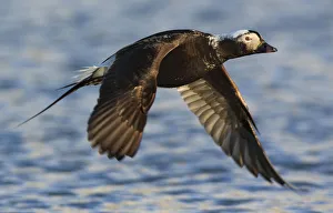 Long-tailed duck (Clangula hyemalis) in flight over water, Spitsbergen, Svalbard Long-tailed duck (Clangula hyemalis) in flight over water, Spitsbergen, Svalbard