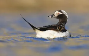 Long tailed duck (Clangula hyemalis) on water, Spitsbergen, Svalbard, Norway, June 2009 Long tailed duck (Clangula hyemalis) on water, Spitsbergen, Svalbard, Norway, June 2009