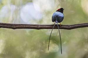 Images Dated 16th December 2012: Long-tailed manakin (Chiroxiphia linearis) perched on lek (display perch), Costa Rica