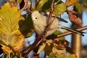Caudatus Gallery: Long-tailed tit (Aegithalos caudatus) perched in tree in morning light. Uto, Finland