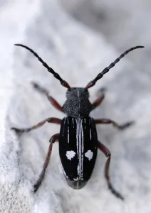 Longhorn beetle (Dorcadion equestre nogelli) Ignoussa Mountains, near Lake Kerkini Longhorn beetle (Dorcadion equestre nogelli) Ignoussa Mountains, near Lake Kerkini