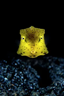 January 2023 Highlights Gallery: Longhorn cowfish (Lactoria cornuta) juvenile, swimming over seabed at night, Bitung