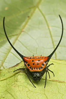 Longhorn orb web spider (Macracantha arcuata), Danum Valley, Sabah, Borneo Longhorn orb web spider (Macracantha arcuata), Danum Valley, Sabah, Borneo