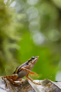Longnose harlequin frog (Atelopus sp) on leaf, Chinambi, Carchi, Ecuador Longnose harlequin frog (Atelopus sp) on leaf, Chinambi, Carchi, Ecuador
