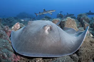 Longtail stingray (Hypanus longus) on reef, Whitetip reef shark (Triaenodon obesus Longtail stingray (Hypanus longus) on reef, Whitetip reef shark (Triaenodon obesus
