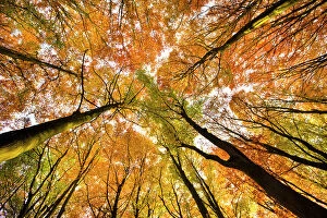 Images Dated 1st November 2010: Looking up at Beech wood canopy (Fagus sylvatica) in autumn, Peak District National Park