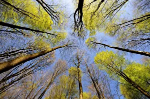Looking up into canopy of Beech trees (Fagus sylvatica), West Woods, Wiltshire, England Looking up into canopy of Beech trees (Fagus sylvatica), West Woods, Wiltshire, England