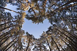 Looking up through the canopy of Scots pine trees (Pinus sylvestris) woodland showing Looking up through the canopy of Scots pine trees (Pinus sylvestris) woodland showing