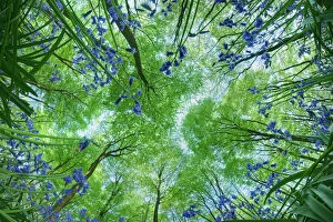 Images Dated 23rd April 2011: Looking up through carpet of Bluebells (Endymion nonscriptus) to Beech (Fagus sylvatica)