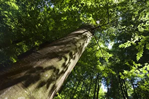 Looking up trunk of European beech tree (Fagus sylvatica) Rozok Primeval Forest Looking up trunk of European beech tree (Fagus sylvatica) Rozok Primeval Forest