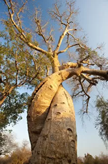 Images Dated 26th September 2010: The Lovers Baobabs (Adansonia grandidieri). Near Morondava, Madagascar