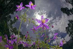 Images Dated 16th July 2011: Low angle shot of flowers (Thalictrum sp) Basoncuo National Park, Tibet, China, Asia