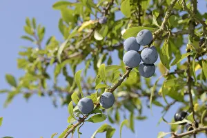 Low angle view of Blackthorn / Sloe berries (Prunus spinosa), Gloucestershire, UK, September Low angle view of Blackthorn / Sloe berries (Prunus spinosa), Gloucestershire, UK, September