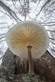 Images Dated 31st October 2015: Low angle view of Porcelain fungus (Oudemansiella mucida) growing on a dead Beech tree