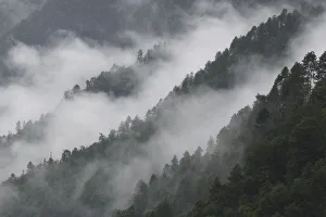 Low lying morning mist over forested mountains, at Ta Cheng Nature reserve, Yunnan Low lying morning mist over forested mountains, at Ta Cheng Nature reserve, Yunnan
