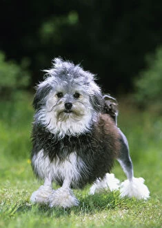 Images Dated 28th January 2011: Lowchen / Little Lion dog, black and white, partially shaved, portrait in garden, France
