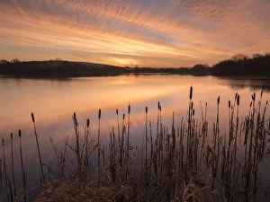 Lower Tamar Lakes, reflections and rushes, colurful winter sunrise, North Cornwall, UK Lower Tamar Lakes, reflections and rushes, colurful winter sunrise, North Cornwall, UK