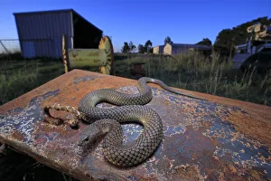 Lowland copperhead snake (Austrelaps superbus) male basking on rusty trailer Lowland copperhead snake (Austrelaps superbus) male basking on rusty trailer