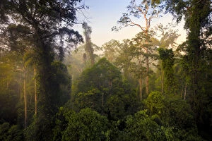 Rainforest Gallery: Lowland dipterocarp rainforest canopy at dawn. Danum Valley, Sabah, Borneo, May 2011