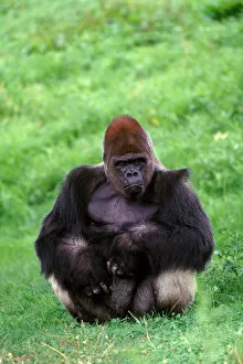 Images Dated 10th April 2003: Lowland gorilla adult male silverback in zoo, USA