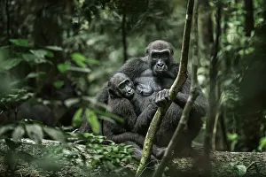 Lowland gorilla (Gorilla gorilla) mother and young in forest, Loango National Park, Gabon. January Lowland gorilla (Gorilla gorilla) mother and young in forest, Loango National Park, Gabon. January