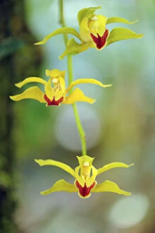 Images Dated 5th May 2012: Lows cymbidium (Cymbidium lowianum) endemic tree orchid, Gaoligongshan NP, Yunnan province