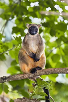 Lumholtzs Tree-kangaroo (Dendrolagus lumholtzi) sitting on branch in rainforest Lumholtzs Tree-kangaroo (Dendrolagus lumholtzi) sitting on branch in rainforest