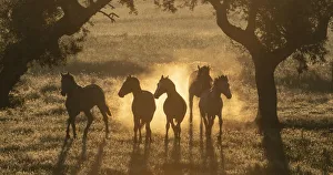 Lusitano horses, five young stallions playing between trees in pasture Lusitano horses, five young stallions playing between trees in pasture