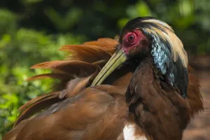 Madagascar crested wood ibis (Lophotibis cristata) preening, endemic to dry forest Madagascar crested wood ibis (Lophotibis cristata) preening, endemic to dry forest