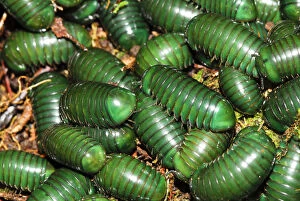Requests Gallery: Madagascar green-emerald giant pill millipedes (Zoosphaerium neptunus) Andasibe-Mantadia
