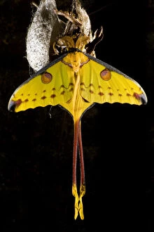 Images Dated 15th October 2008: Madagascar moon / Comet moth (Argema mittrei) beside coccoon, captive, Madagascar