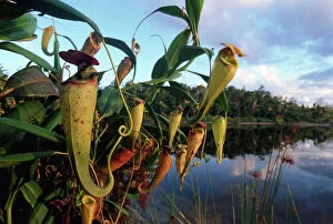 Carnivorous Collection: Madagascar pitcher plants {Nepenthes madagascariensis} Pangalanes canal, East Madagascar